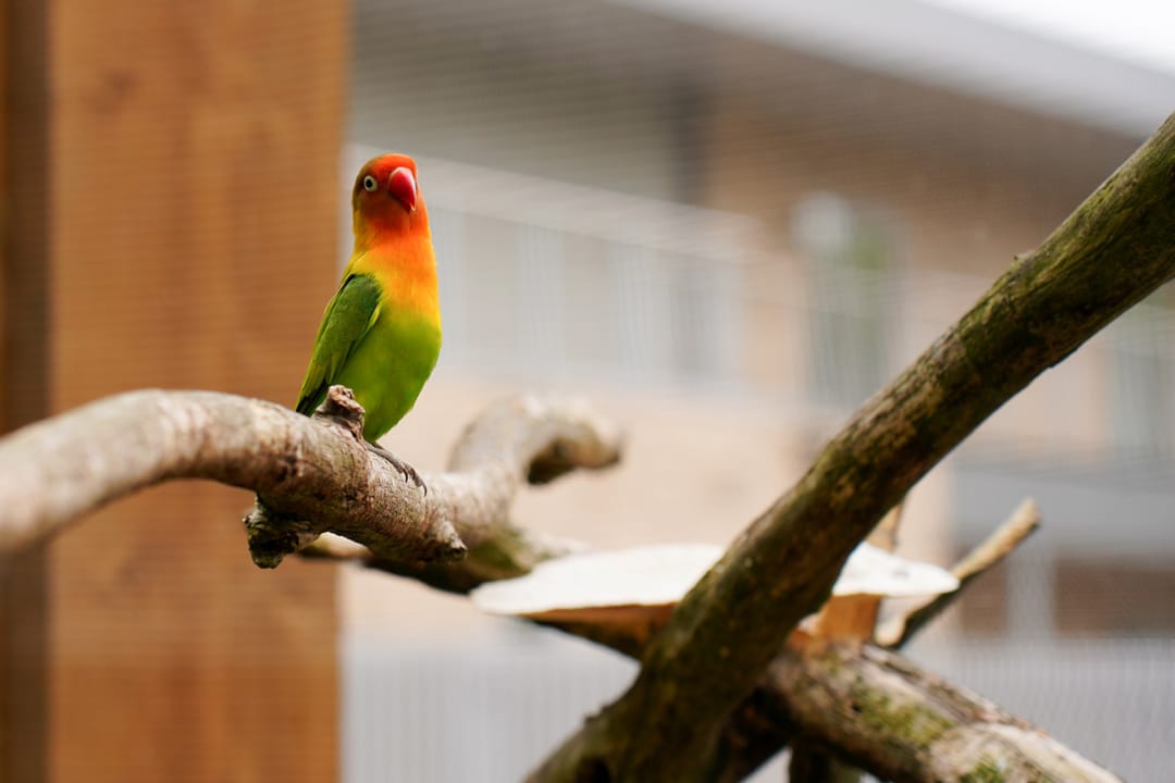 Residents interact with naure at Church Farm Rusticus, including the bird aivary